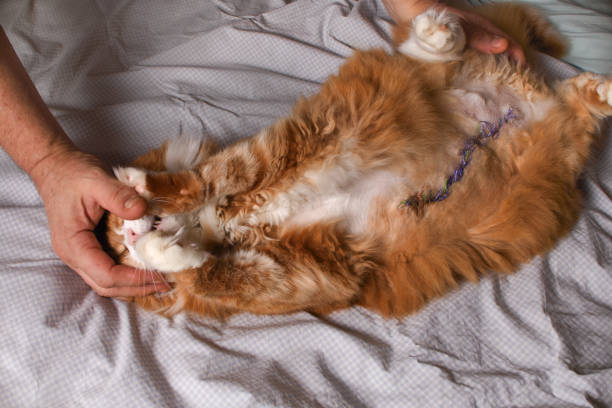 istock Preparing a cat for medicated treatment of surgical sutures 2177198976