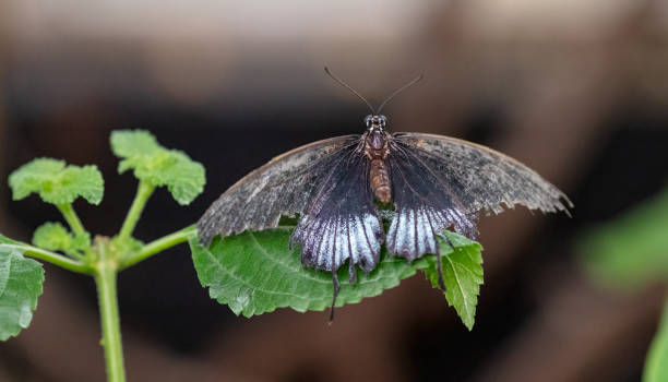 istock Female Great Mormon butterfly 2177202609