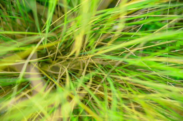 Overhead view of grass. Top view of grass. Real grass in the park. Real grass for park decoration. Close up detail of grass in nature. Background of grass. Texture of grass.