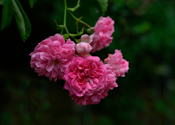 A cluster of delicate pink coloured French climbing roses, Rosa gallic, growing in an untended garden. The dark background is blurred and unobtrusive.