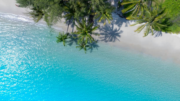 istock The tropical  white sand beach with  Aqua waves and coconut palm tree as shadow on blue background. 2177204515