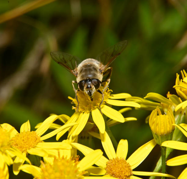 istock Common drone fly, Eristalis tenax 1. 2177204597