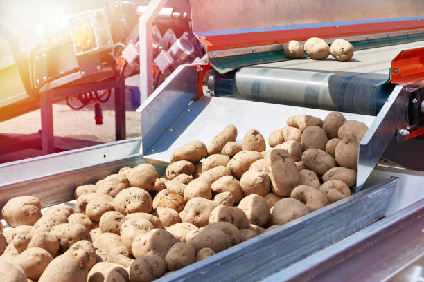 istock Infeed hopper agricultural machine and potatoes 2177205312