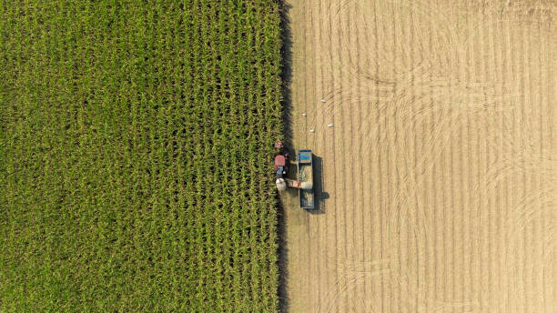 istock Sugarcane cutting truck top view. 2177205323
