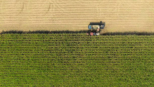 istock Sugarcane cutting truck top view. 2177205325