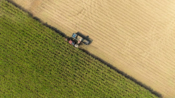 istock Sugarcane cutting truck top view. 2177205329
