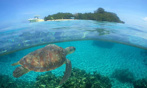 istock a sea turtle on a reef in the caribbean sea 2177205767