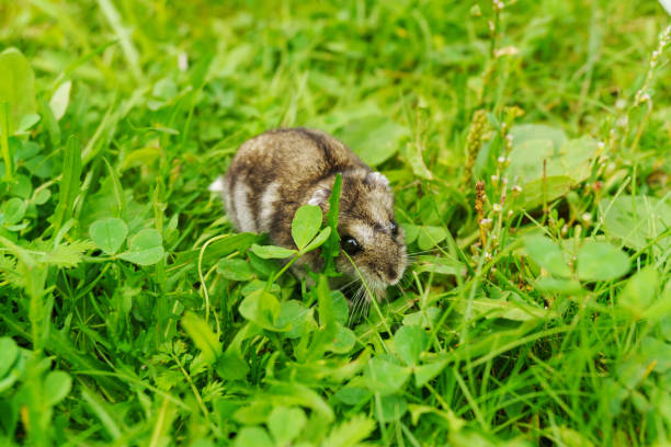 A curious small rodent explores fresh green grass on a sunny day in a vibrant meadow setting