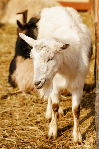 istock Goat on farm look peaceful and content in their enclosed environment. Selective focus. Vertical photo 2177206334