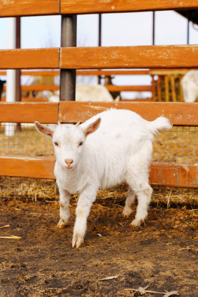 White goat looking out from a wooden stall, showing soft fur, horns, and natural farm atmosphere in warm lighting.