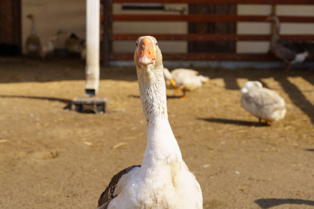 istock Geese across the dusty ground of a charming farmstead. Selective focus 2177206848