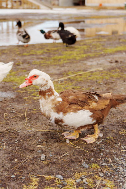 istock Muscovy ducks standing next to each other on a farm, selective focus 2177207169