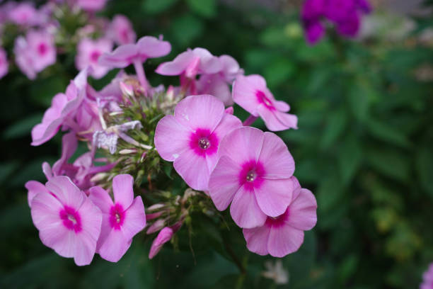istock pink flowers and petunia buds . close-up 2177207820