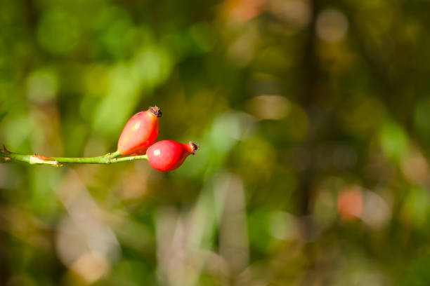 ripe rose hips on a twig close-up