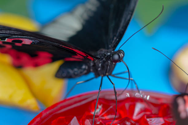 Focus on butterfly on flower nectar