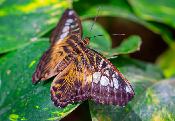 male specimen of common mormon butterfly, Papilio polytes, Papilionidae
