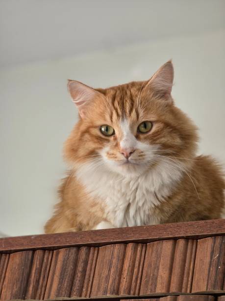 istock The kitty is sitting on the kitchen cabinet 2177214543