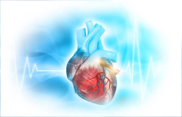 istock Human heart anatomy 2177217532