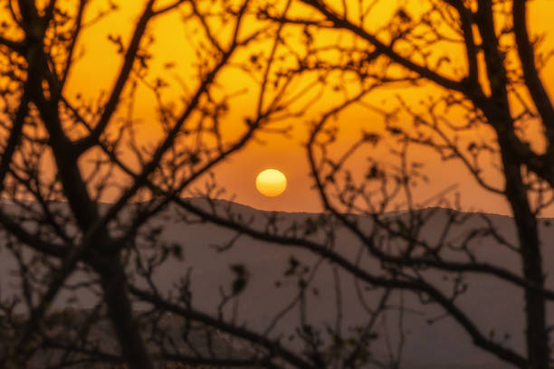 Whispers of the Night,Sunset Through Bare Branches