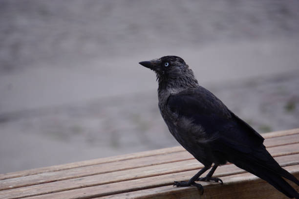 istock Close up of a bird on a table 2177218803