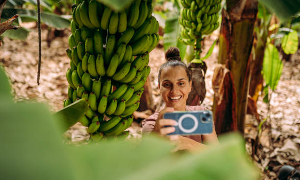 istock Banana plantation is so amazing 2177219730