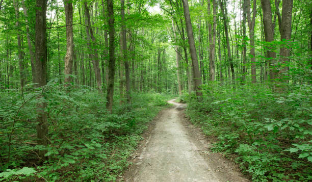 istock Forest trees. nature green wood sunlight backgrounds 2177219845