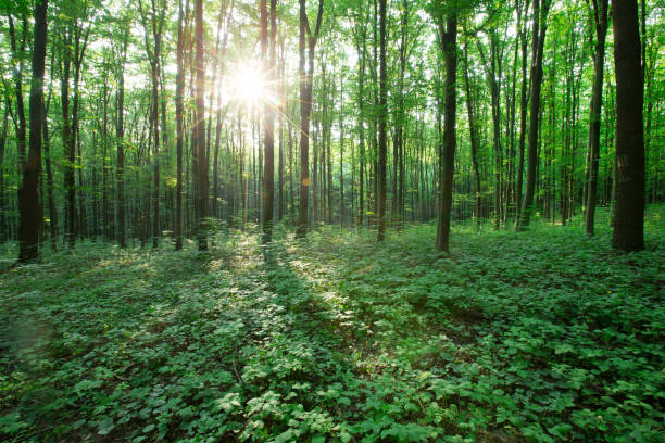 green Forest trees. nature green wood sunlight backgrounds