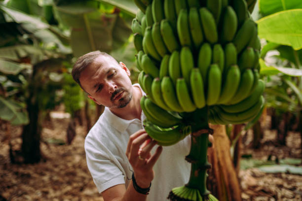 istock My bananas are great 2177219991