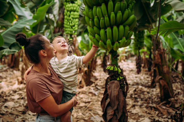 istock Trying to pick up bananas 2177220285