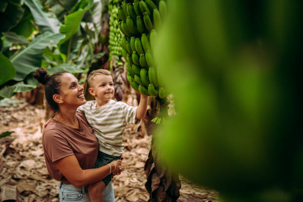 istock Trying to pick up bananas 2177220288