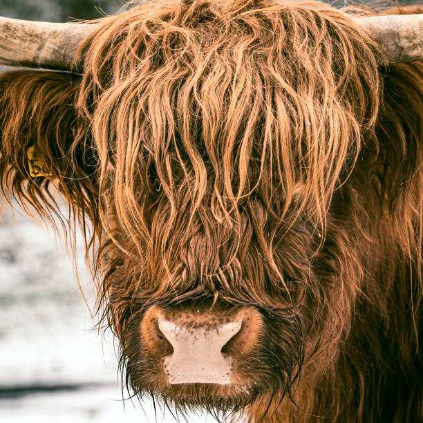 Portrait of a Scottish Highland cattle in the snow during winter. The Scottish Highlanders are used in the nature conservation of the Veluwe to ensure that heather areas do not grow densely.