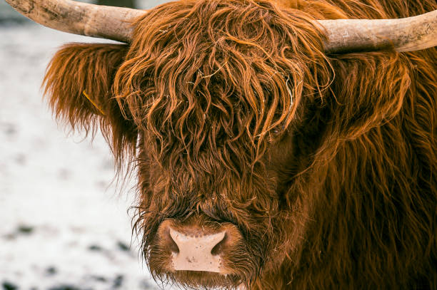 Portrait of a Scottish Highland cattle in the snow during winter. The Scottish Highlanders are used in the nature conservation of the Veluwe to ensure that heather areas do not grow densely.