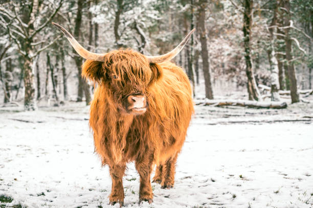 an oxen / cow in the winter snow