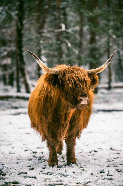 istock Scottish Highlander cattle in the snow during winter 2177222712