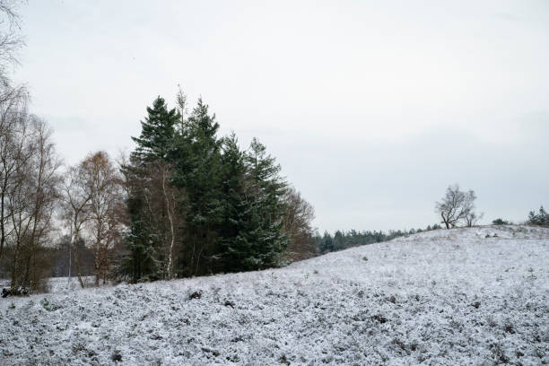 istock Landscape in a snowy forest during winter at the Veluwe 2177222826