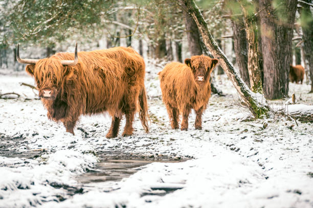 Scottish Highlander cattle in the snow during winter
