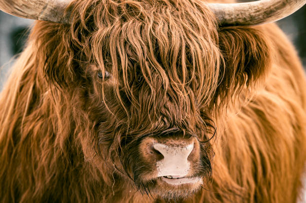 Portrait of a Scottish Highland cattle in the snow during winter. The Scottish Highlanders are used in the nature conservation of the Veluwe to ensure that heather areas do not grow densely.