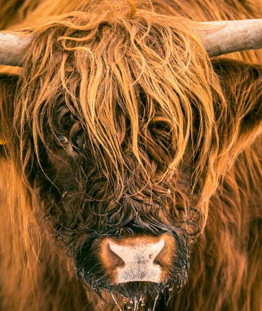 Highland cow on Dartmoor