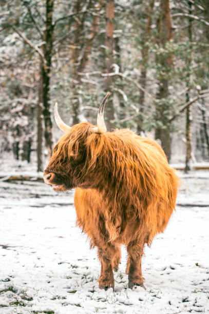 istock Scottish Highlander cattle in the snow during winter 2177222986