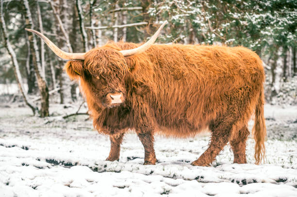 istock Scottish Highlander cattle in the snow during winter 2177223003