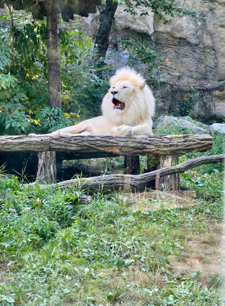 White lion in zoo White lion in zoo, roaring and laying white lion in the zoo stock pictures, royalty-free photos & images
