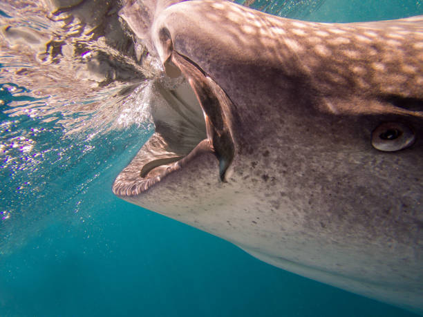 istock Whale Shark with open mouth for filter-feeding 2177225066