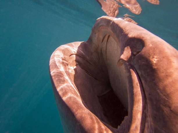 istock Whale Shark with open mouth for filter-feeding 2177225103