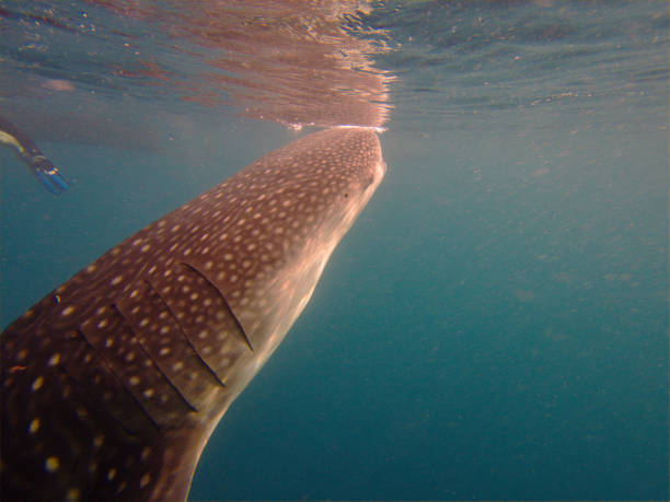 A whale shark (Rhincodon typus)  opens its mouth and swims forward, pushing water and food into the mouth.