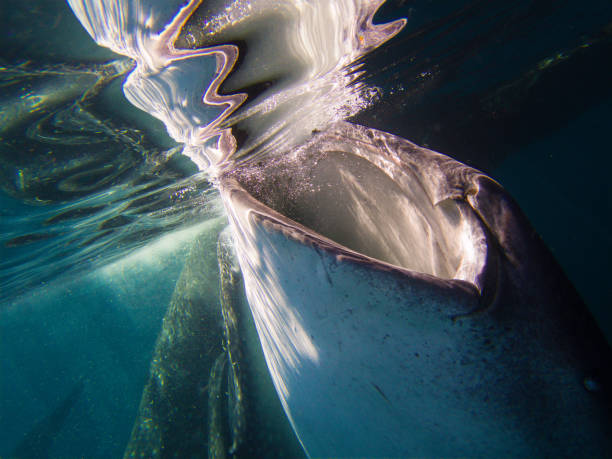 A whale shark (Rhincodon typus)  opens its mouth and swims forward, pushing water and food into the mouth.