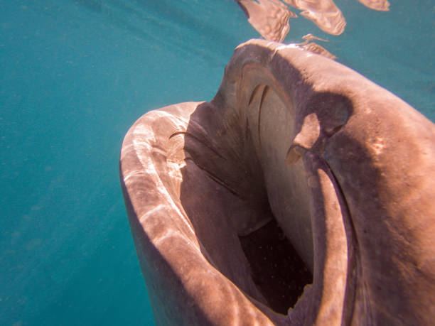 istock Whale Shark with open mouth for filter-feeding 2177225785