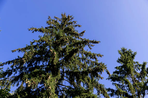 istock green needles of the pine coniferous tree in sunny weather 2177226830