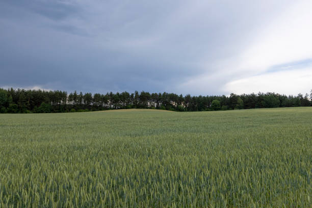 wheat field after a thunderstorm and rain, cloudy weather in a field with green unripe wheat
