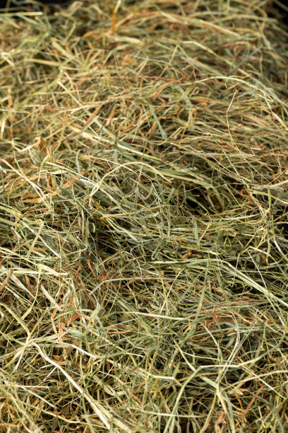 istock Dehydrated Dried Grass for hay production in agriculture 2177227121