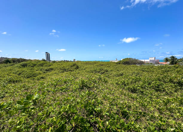 istock top of the world's largest cashew tree 2177229484